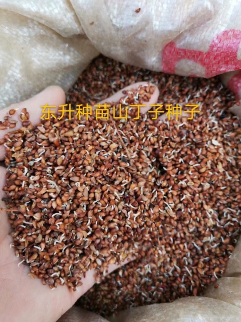 苹果种子，东北野生小山丁籽，嫁接苹果苗沾木，