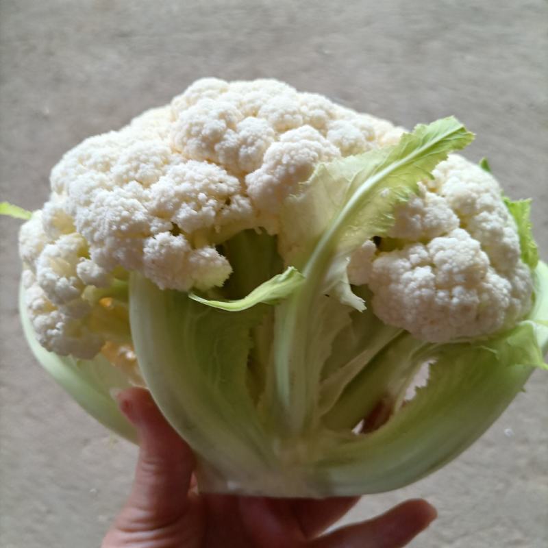 精品有机花大棚有机花量大新鲜采摘保质保量