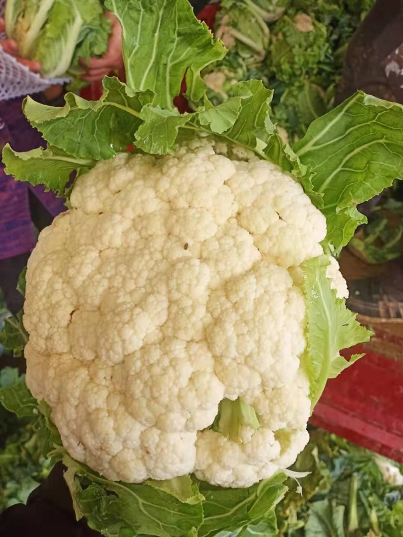 精品有机花大棚有机花量大新鲜采摘保质保量