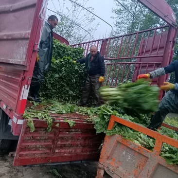 三青莴笋每天可以出货10斤左右欢迎老板电咨询