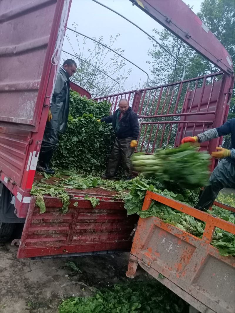 三青莴笋每天可以出货10斤左右欢迎老板电咨询