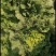 露天秋绿60，麻叶青白菜基地直供，清秀无毛病