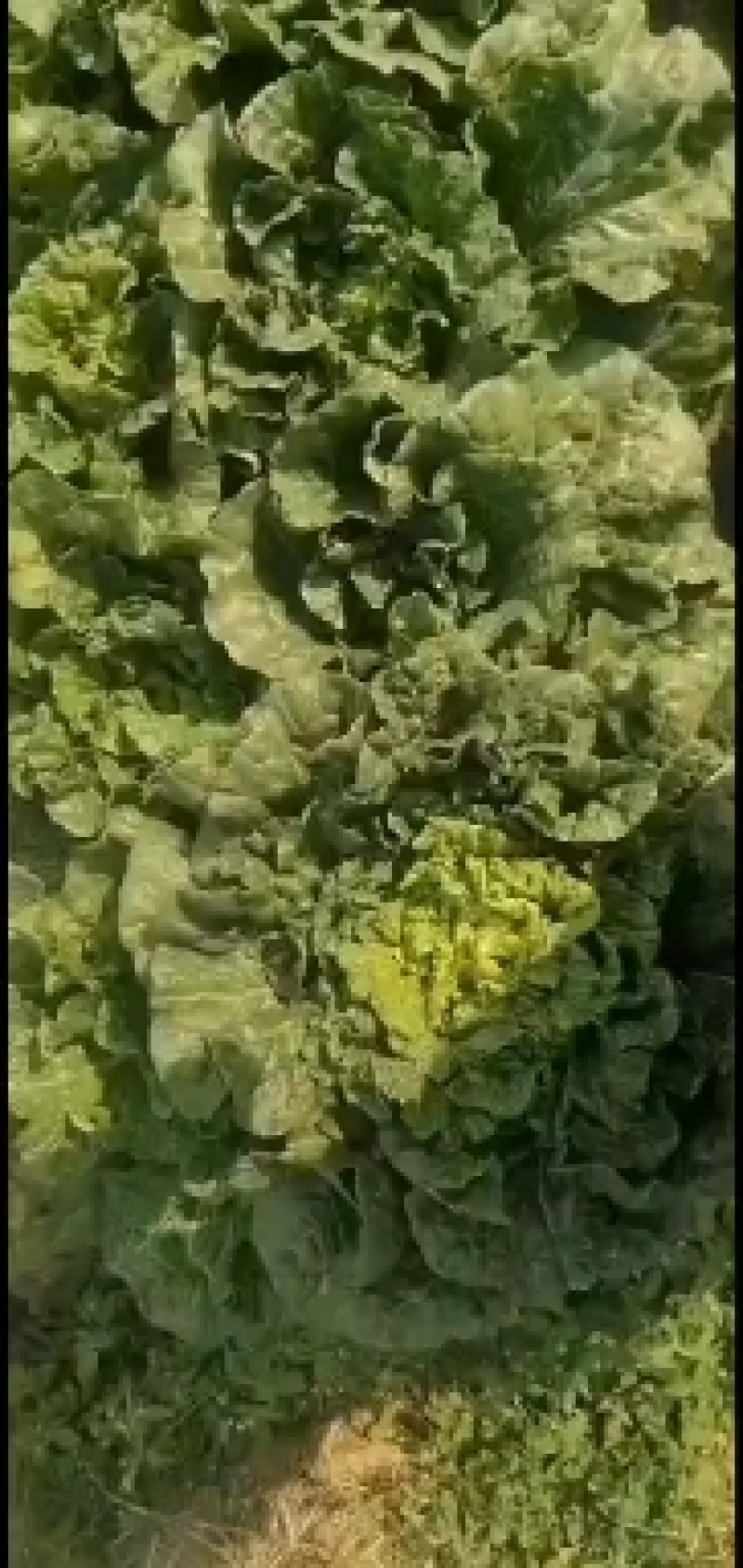 露天秋绿60，麻叶青白菜基地直供，清秀无毛病