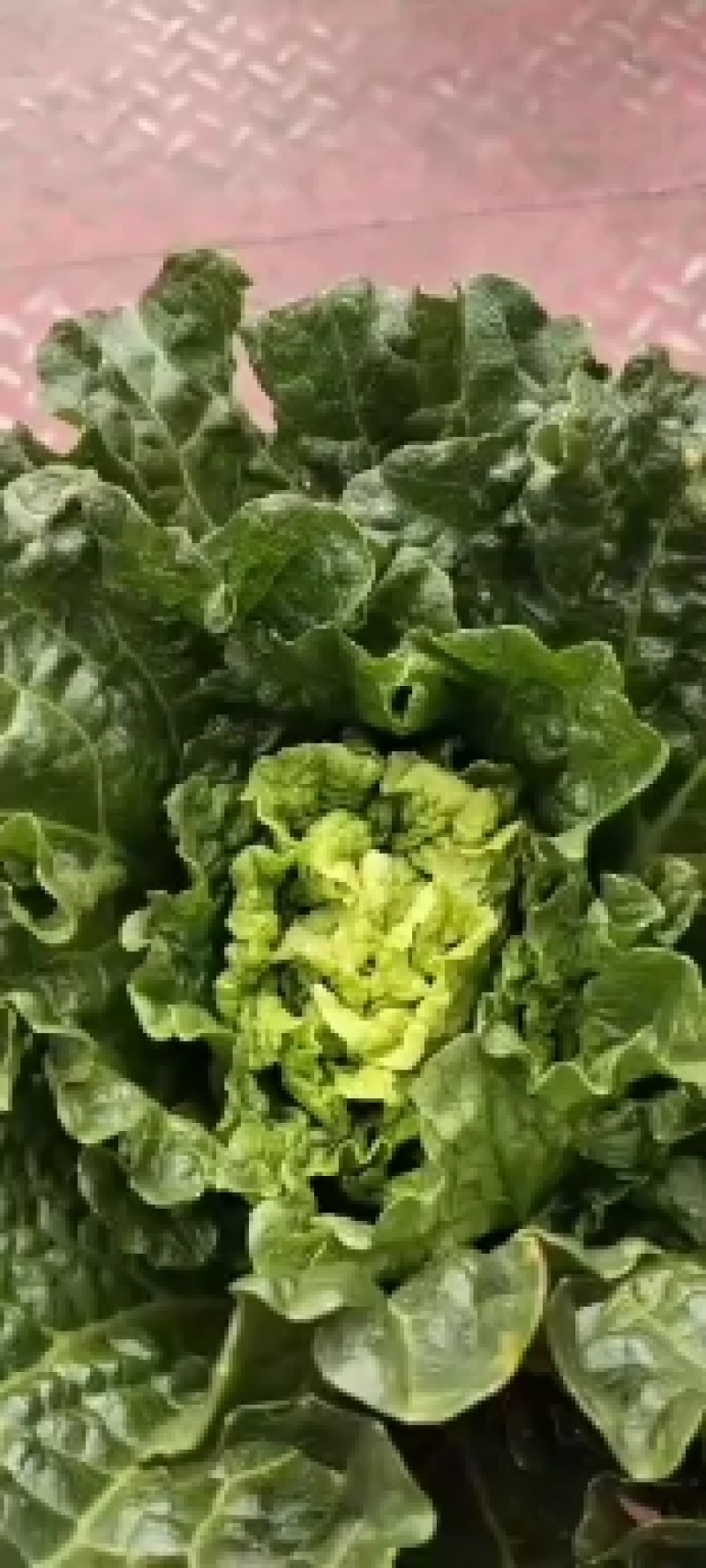 露天秋绿60，麻叶青白菜基地直供，清秀无毛病