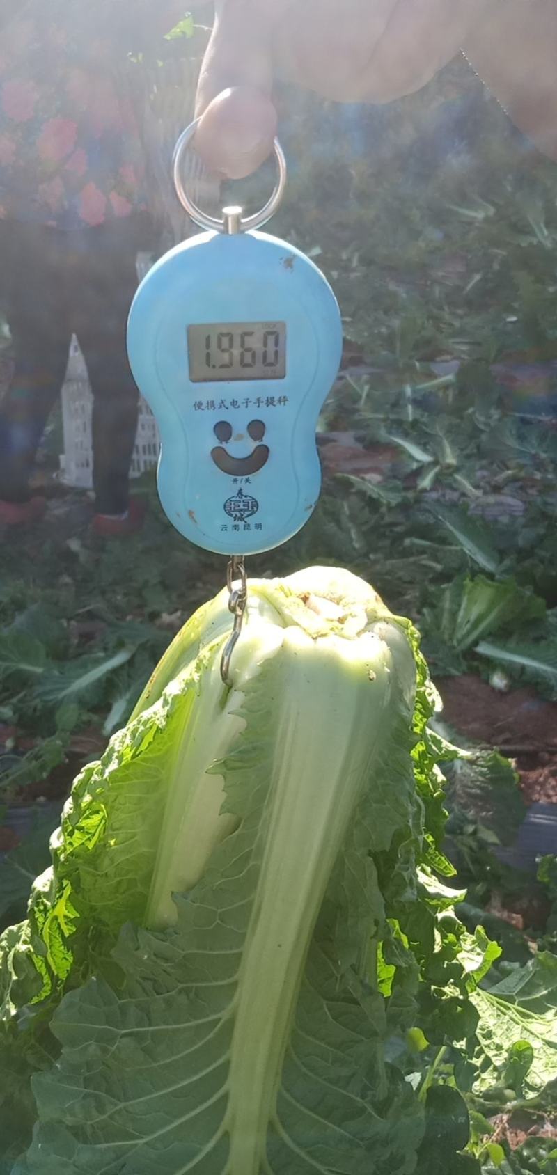 露天秋绿60，麻叶青白菜基地直供，清秀无毛病