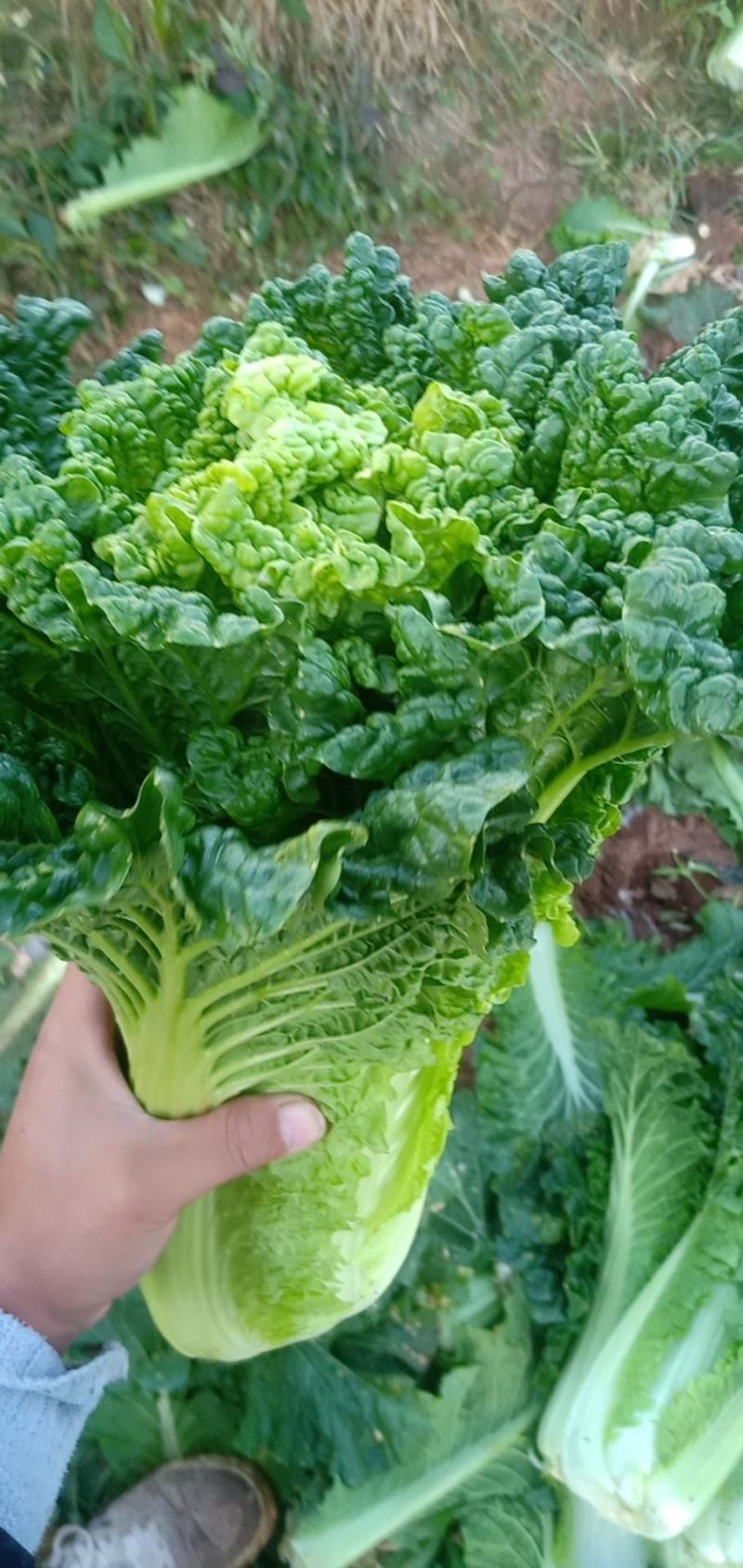 露天秋绿60，麻叶青白菜基地直供，清秀无毛病