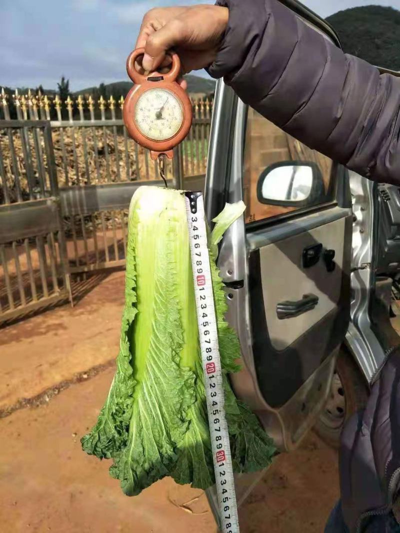 露天秋绿60，麻叶青白菜基地直供，清秀无毛病