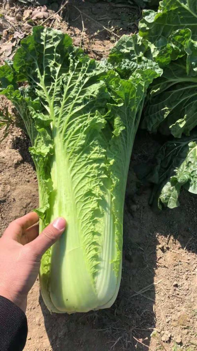 露天秋绿60，麻叶青白菜基地直供，清秀无毛病