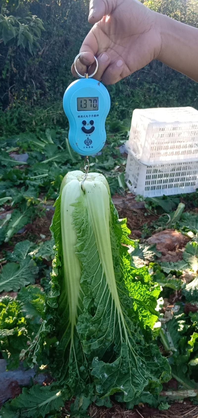 露天秋绿60，麻叶青白菜基地直供，清秀无毛病