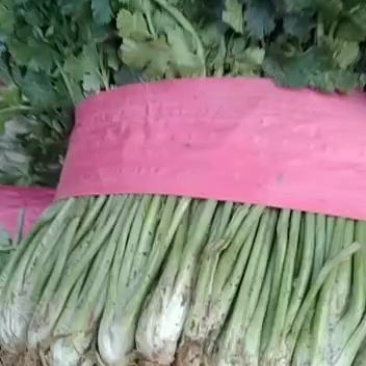 山东聊城铁杆青香菜上市。质量好，叶面绿，根颗均匀。