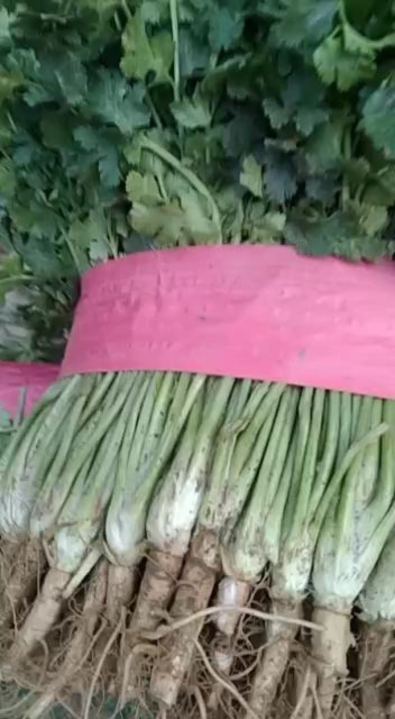 山东聊城铁杆青香菜上市。质量好，叶面绿，根颗均匀。