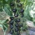 口感西红柿苗草莓西红柿苗千禧西红柿苗釜山88西红柿苗