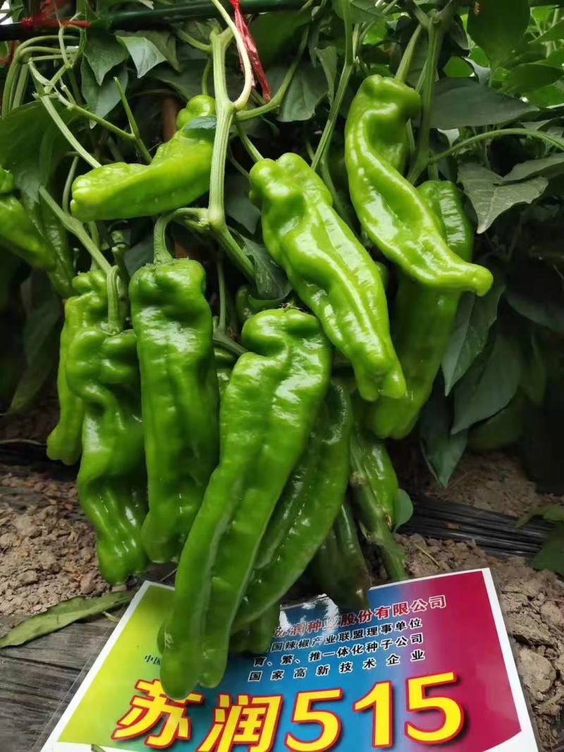 苏润516辣椒种子产量高果型靓，基地专用辣椒种子牛角椒