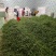 新野精品豌豆荚大量上市，中豌6号9号长寿仁质量好颗粒饱满