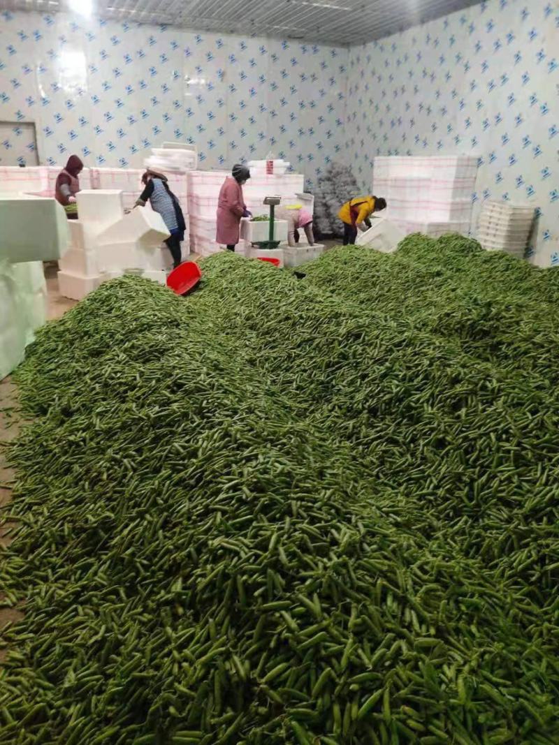 新野精品豌豆荚大量上市，中豌6号9号长寿仁质量好颗粒饱满