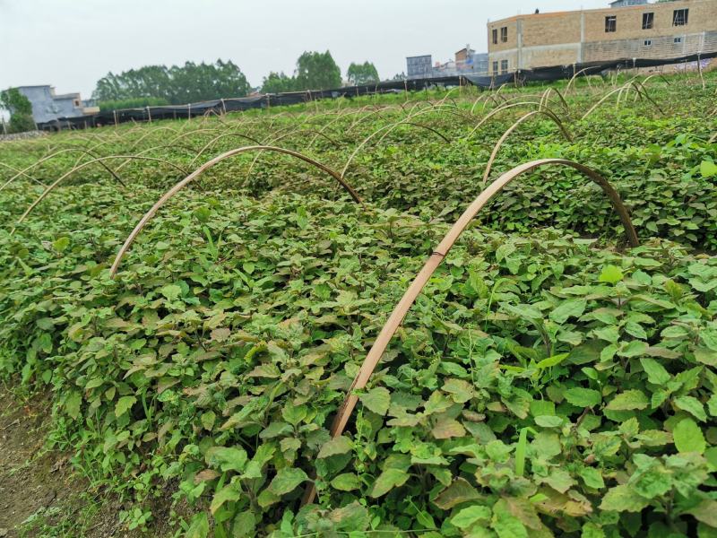 优良品种广霍香苗产量高包回收