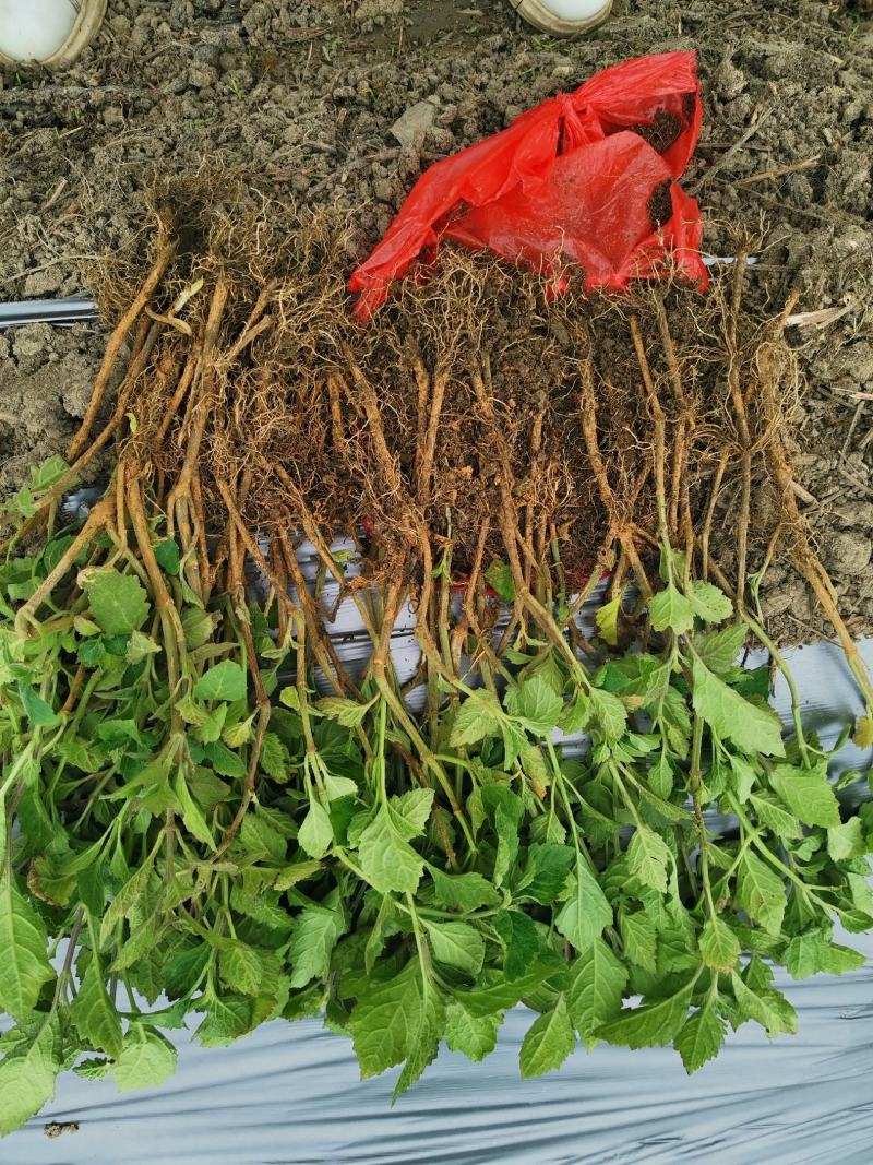 优良品种广霍香苗产量高包回收