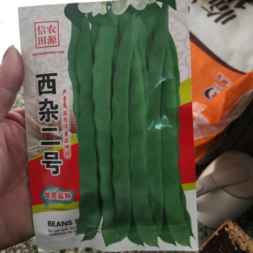 西杂二号四季豆种子产量高，品质加商品信号