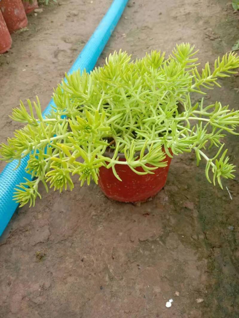 工程用花，各种时令用花，花镜用花提供各种工程用花，房地产