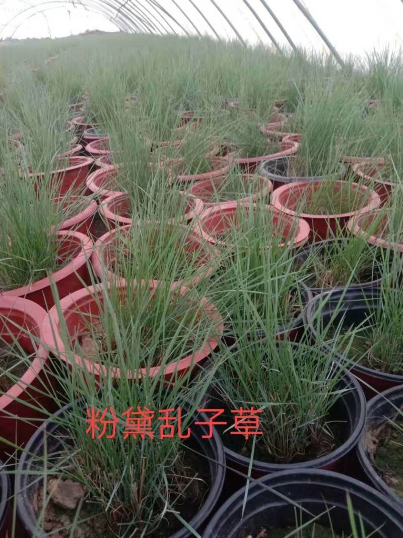 工程用花，各种时令用花，花镜用花提供各种工程用花，房地产