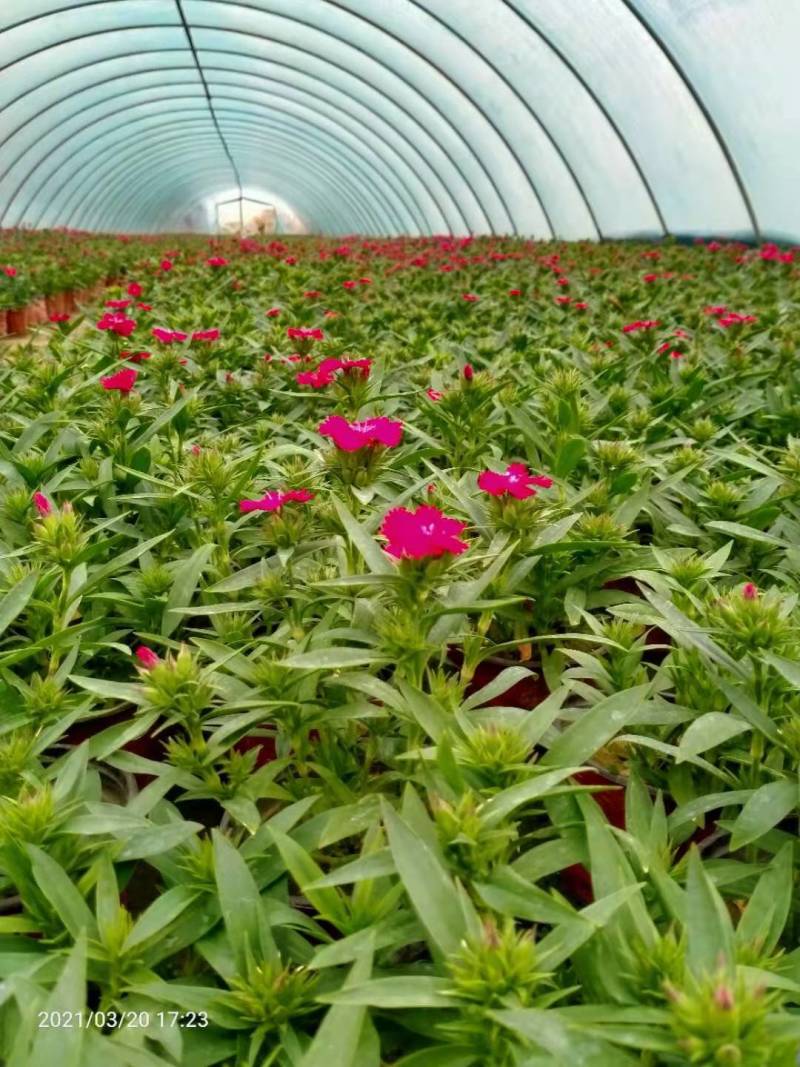 工程用花，各种时令用花，花镜用花提供各种工程用花，房地产