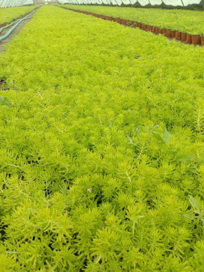 工程用花，各种时令用花，花镜用花提供各种工程用花，房地产