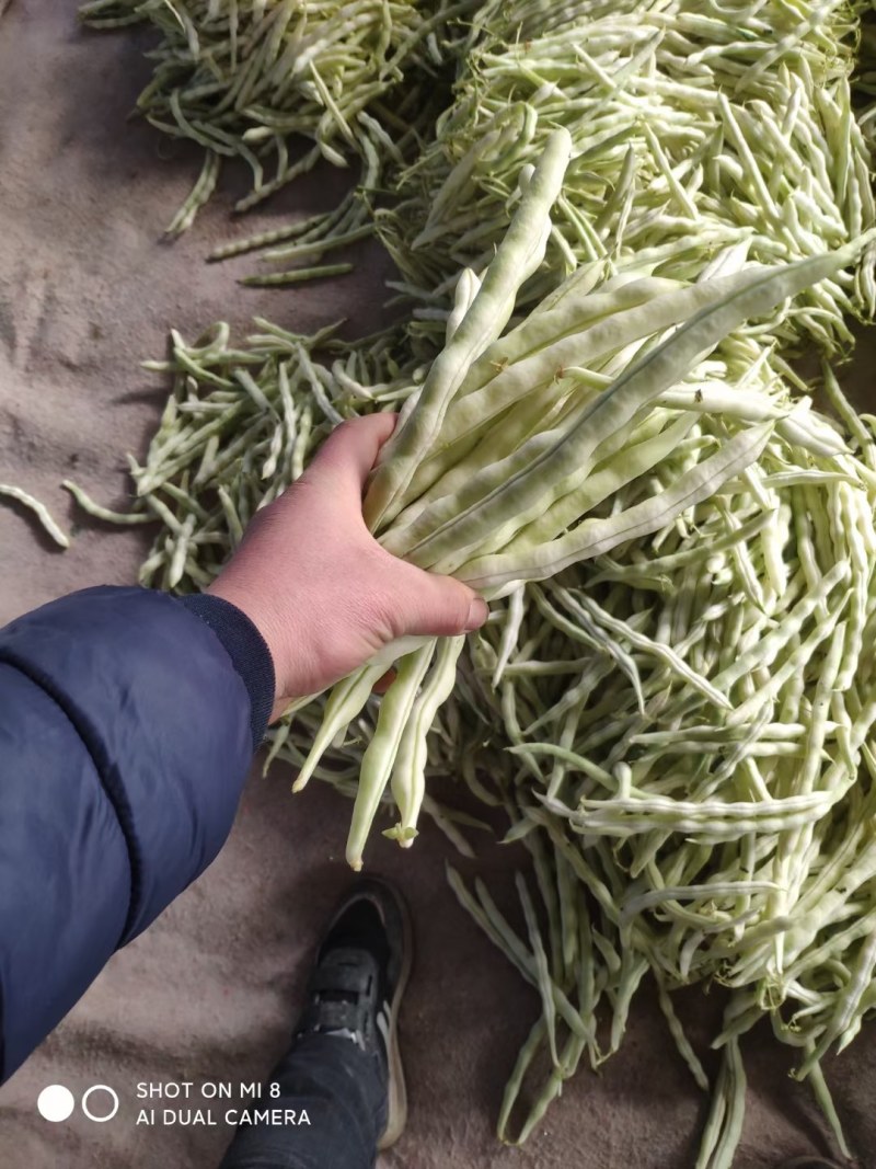 七粒白芸豆大量上市了，