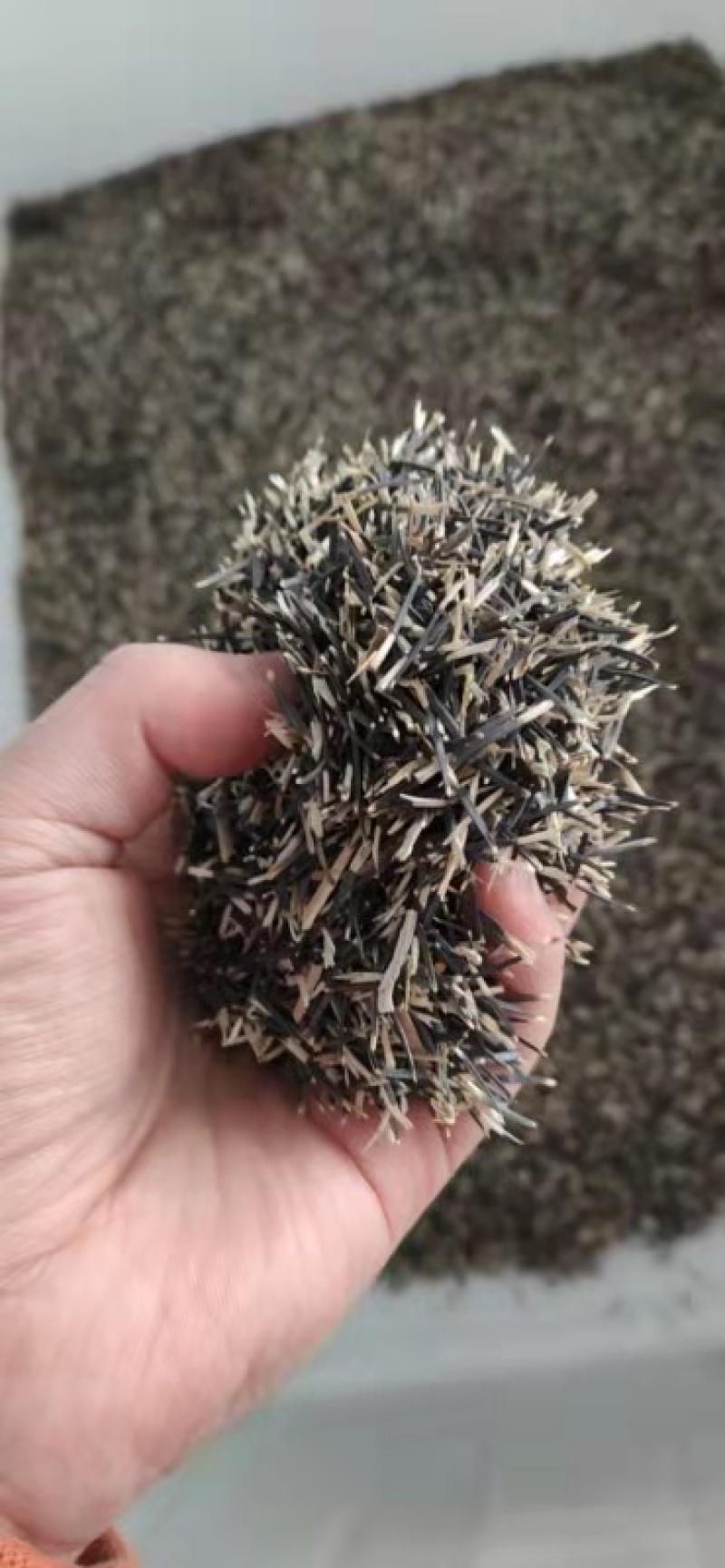 万寿菊种子景观花卉种子