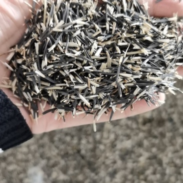 万寿菊种子景观花卉种子