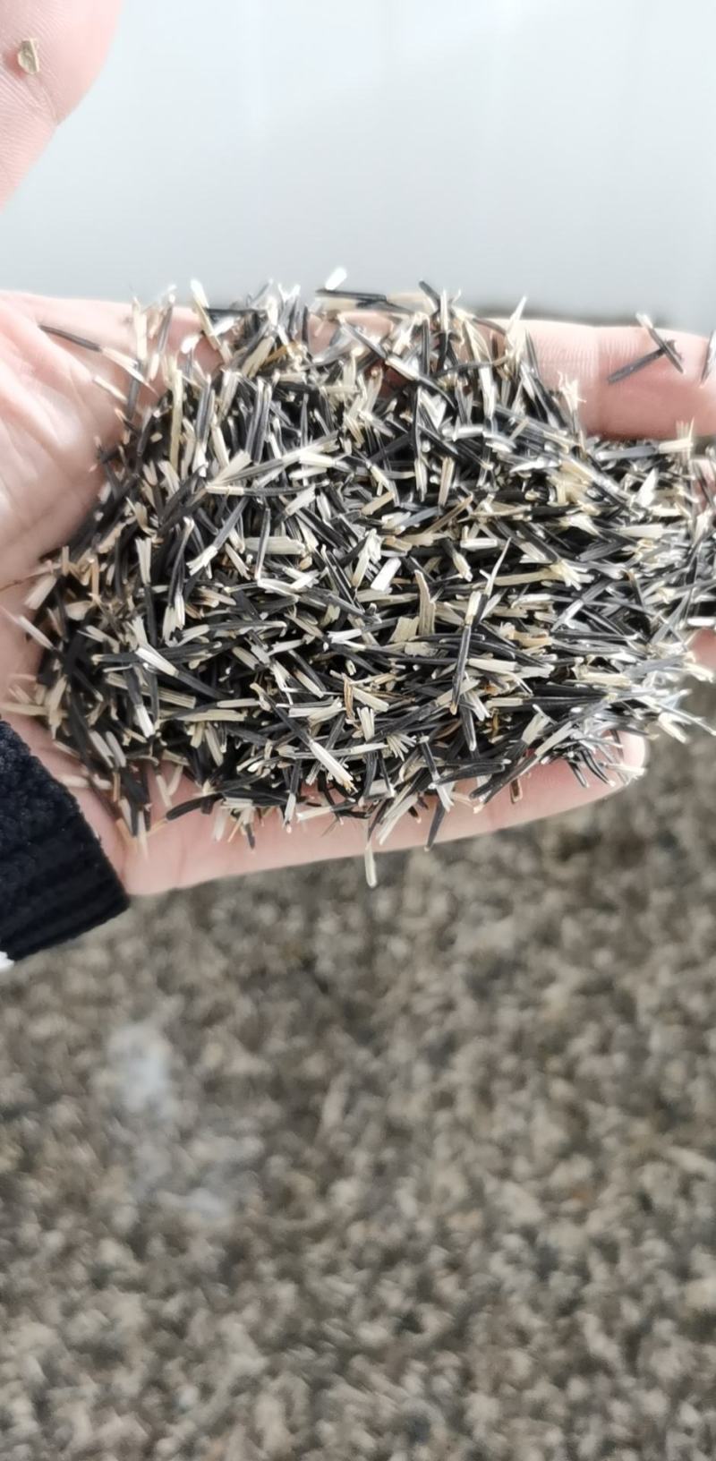 万寿菊种子景观花卉种子