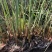 水生植物水葱绿化专用苗。