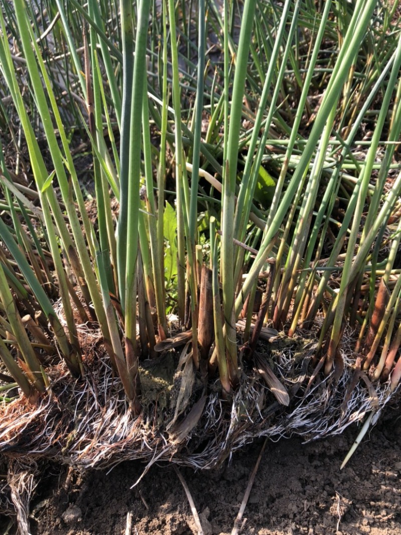 水生植物水葱绿化专用苗。