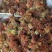 山东香椿芽红油香椿芽欢迎采购，优质品质。大量上市。。。。
