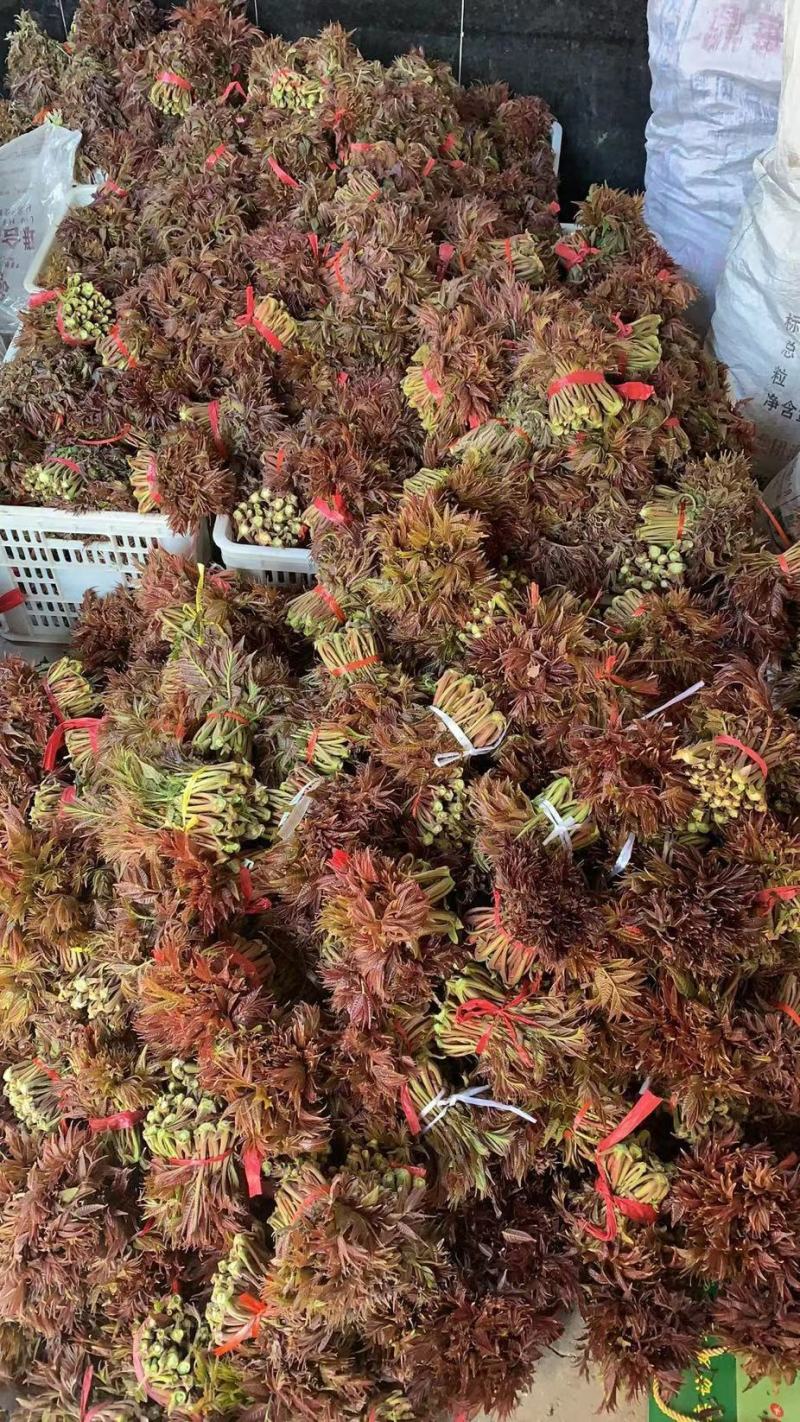 山东香椿芽红油香椿芽欢迎采购，优质品质。大量上市。。。。