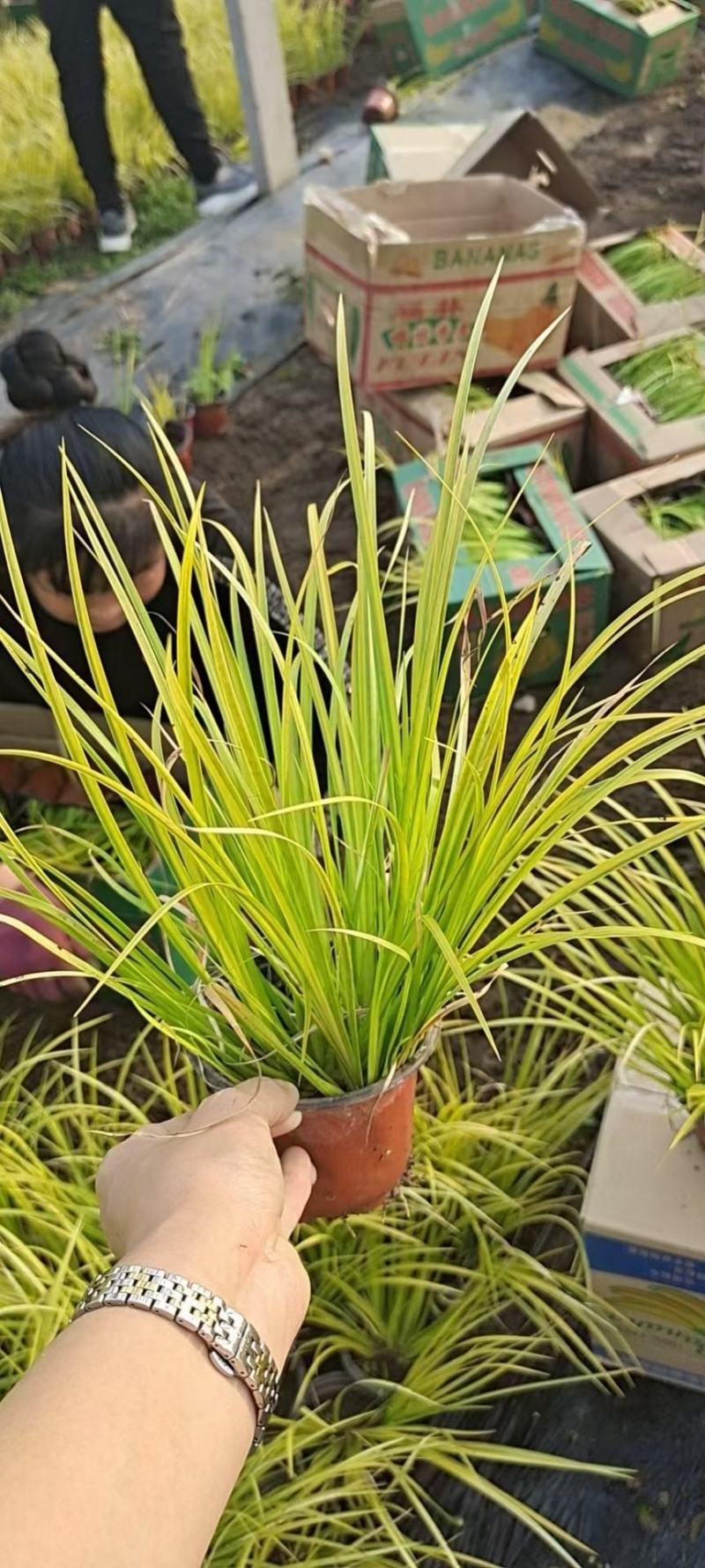 金叶黄菖蒲黄金菖蒲青州花卉基地直发