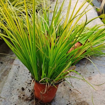 金叶黄菖蒲黄金菖蒲青州花卉基地直发