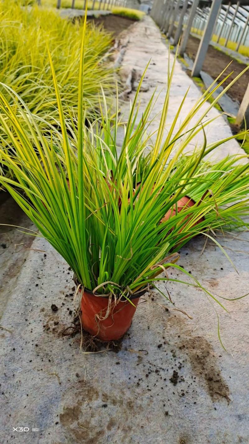 金叶黄菖蒲黄金菖蒲青州花卉基地直发