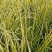 金叶黄菖蒲黄金菖蒲青州花卉基地直发