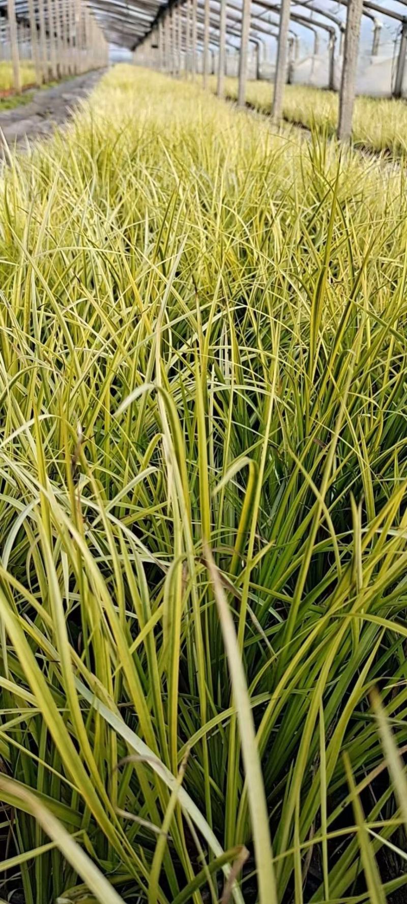 金叶黄菖蒲黄金菖蒲青州花卉基地直发