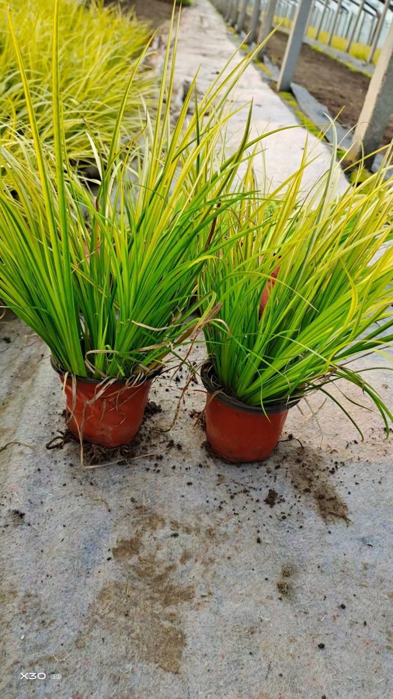 金叶黄菖蒲黄金菖蒲青州花卉基地直发