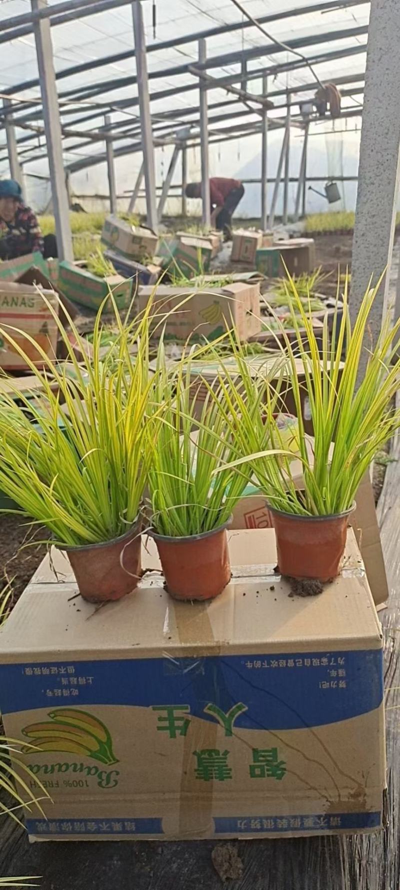 金叶黄菖蒲黄金菖蒲青州花卉基地直发