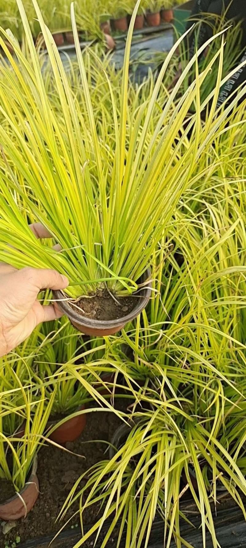 金叶黄菖蒲黄金菖蒲青州花卉基地直发