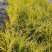 金叶黄菖蒲黄金菖蒲青州花卉基地直发