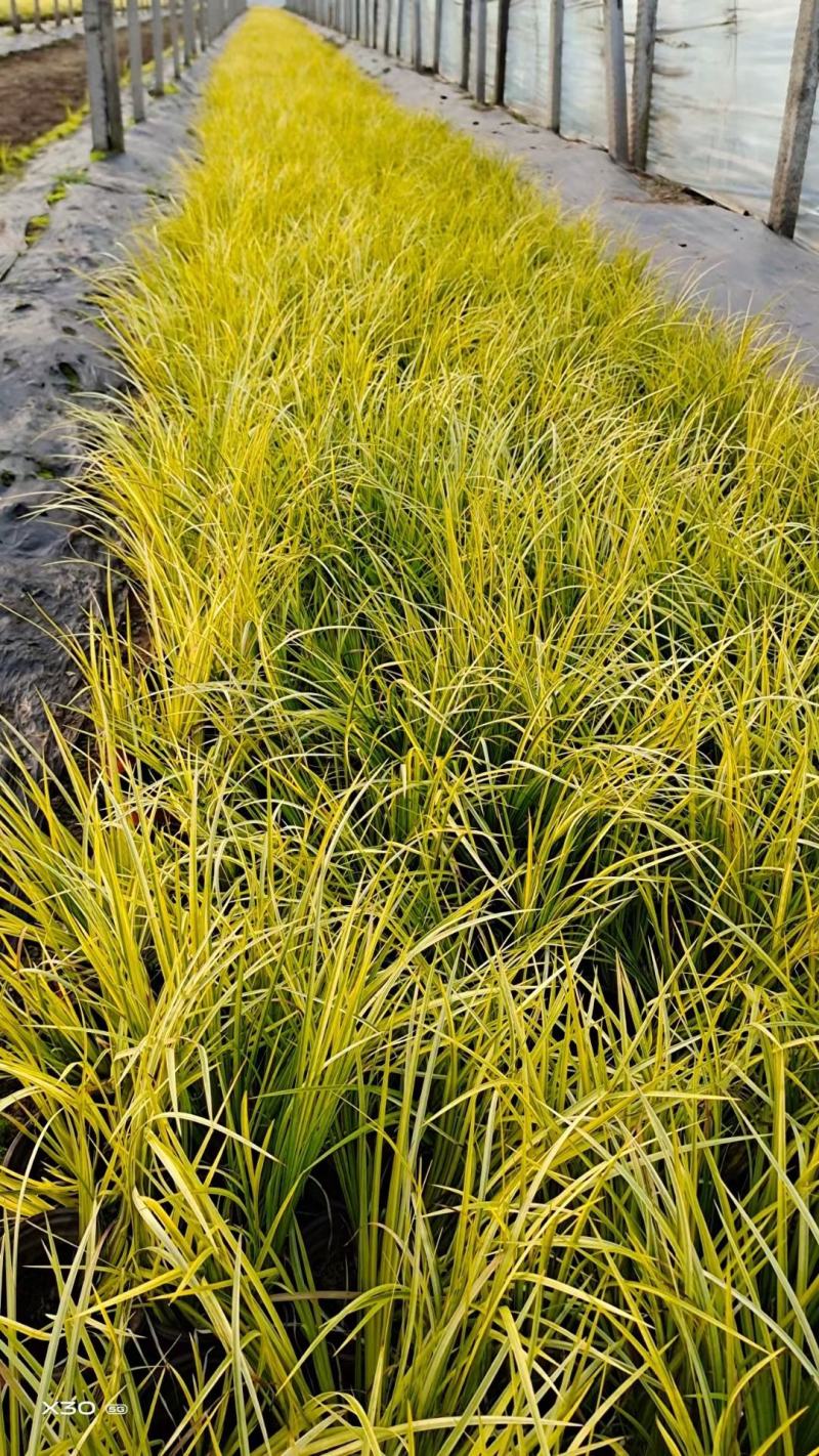 金叶黄菖蒲黄金菖蒲青州花卉基地直发