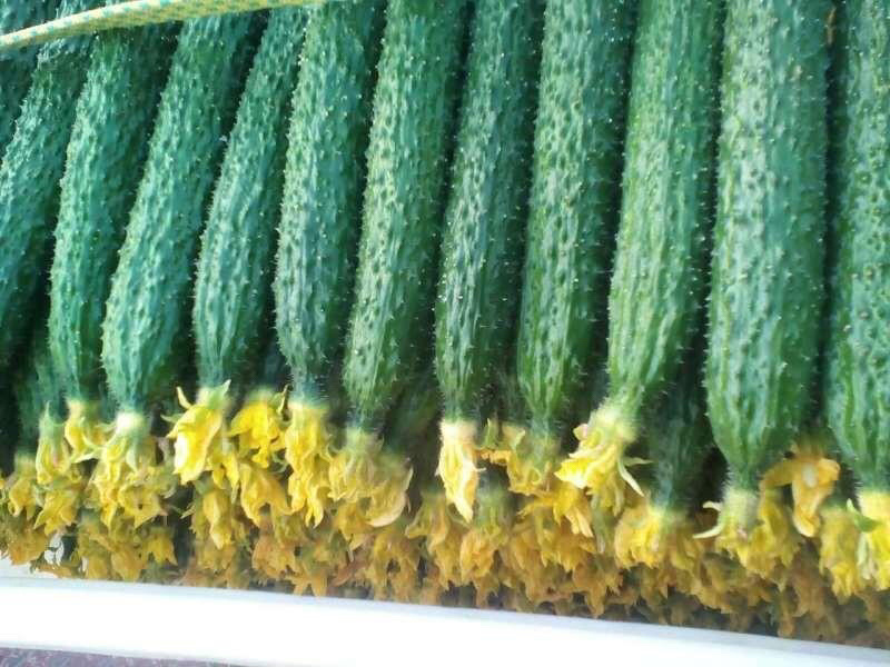 黄瓜大量上市中，质量保证、货源充足、价格低。