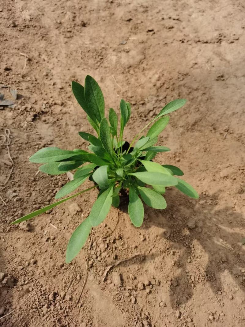 撒种金鸡菊小杯金鸡菊湿地公园观光园用小苗青州花卉基