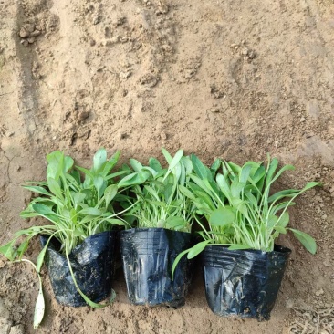 撒种金鸡菊小杯金鸡菊湿地公园观光园用小苗青州花卉基