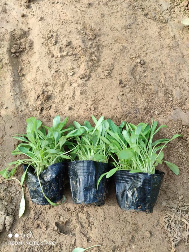 撒种金鸡菊小杯金鸡菊湿地公园观光园用小苗青州花卉基