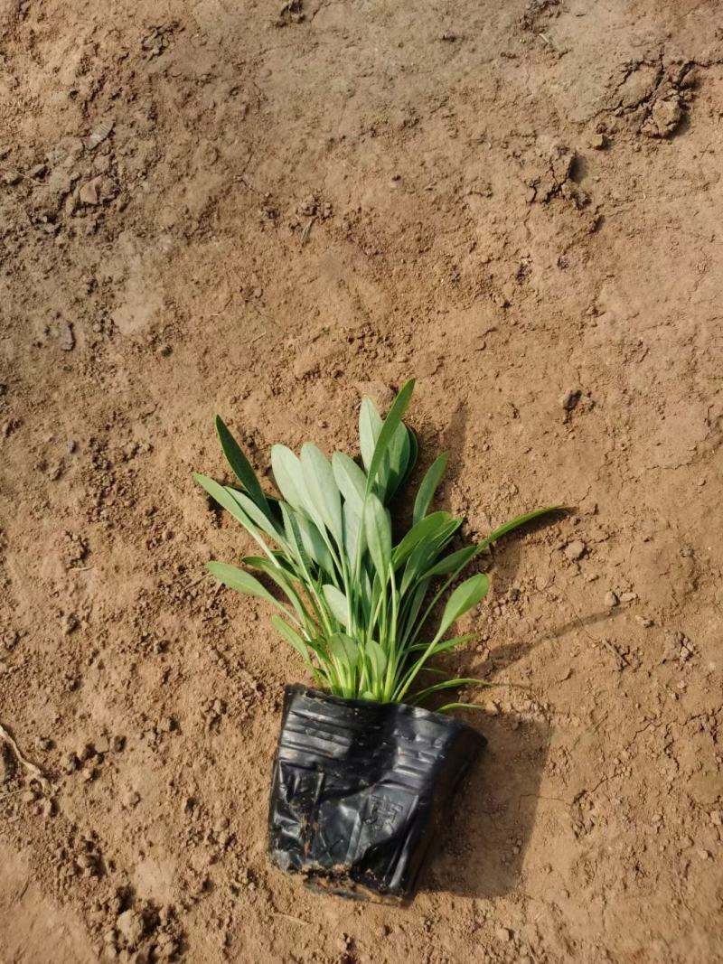 撒种金鸡菊小杯金鸡菊湿地公园观光园用小苗青州花卉基