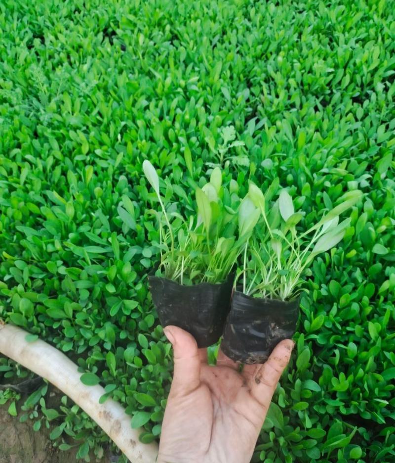 撒种金鸡菊小杯金鸡菊湿地公园观光园用小苗青州花卉基